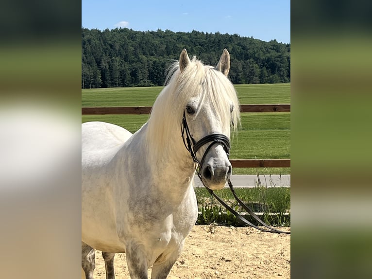 Altri pony/cavalli di piccola taglia Castrone 8 Anni 138 cm Grigio in Ursensollen