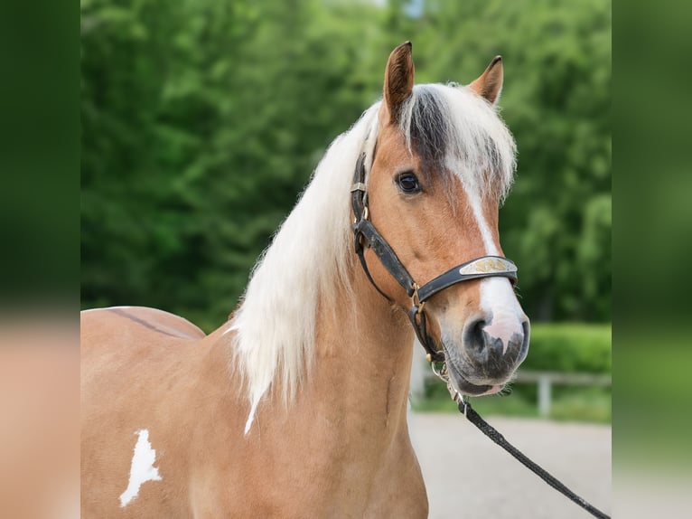 Altri pony/cavalli di piccola taglia Castrone 8 Anni 140 cm Pezzato in Neustadt (Wied)
