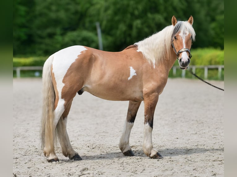Altri pony/cavalli di piccola taglia Castrone 8 Anni 140 cm Pezzato in Neustadt (Wied)