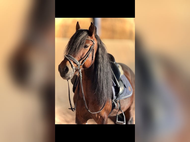 Altri pony/cavalli di piccola taglia Castrone 8 Anni 141 cm Baio in BexbachBexbach