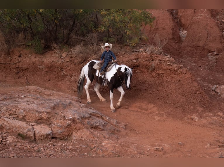 Altri pony/cavalli di piccola taglia Castrone 8 Anni 142 cm Pezzato in Canyon