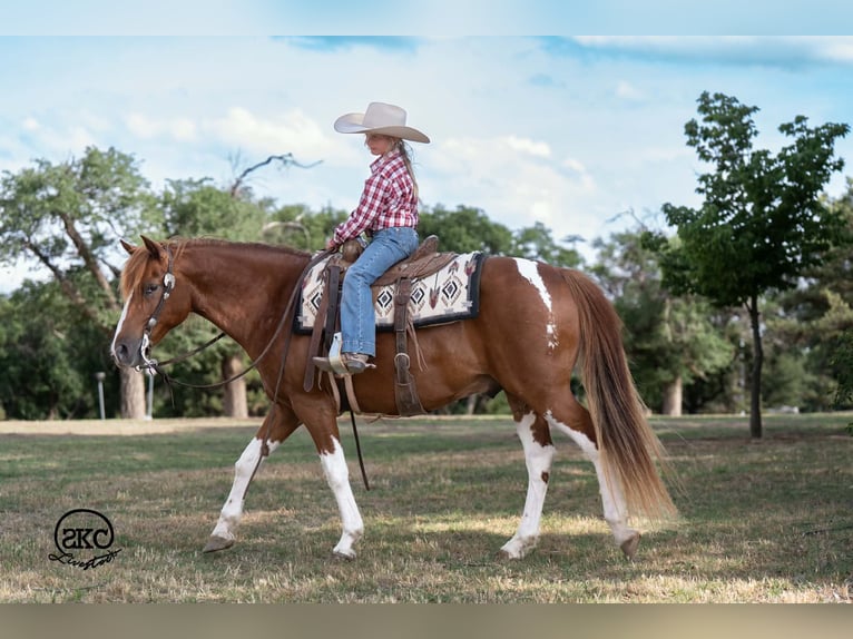 Altri pony/cavalli di piccola taglia Castrone 8 Anni 142 cm Pezzato in Canyon