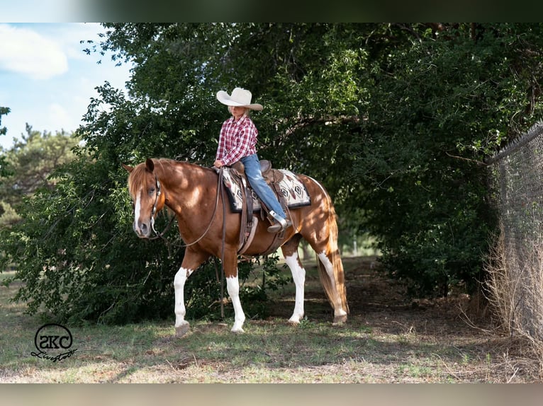 Altri pony/cavalli di piccola taglia Castrone 8 Anni 142 cm Pezzato in Canyon