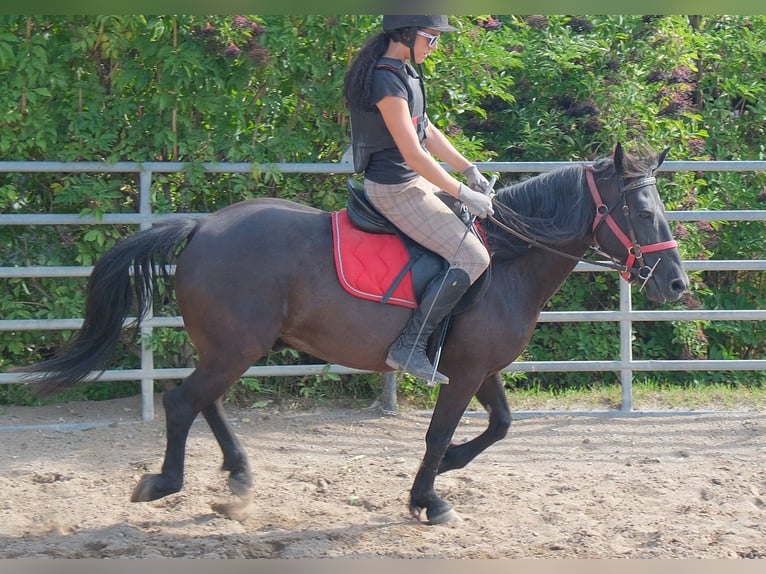 Altri pony/cavalli di piccola taglia Castrone 8 Anni 144 cm Morello in Rudersdorf