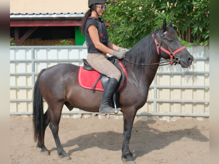 Altri pony/cavalli di piccola taglia Castrone 8 Anni 144 cm Morello in Rudersdorf