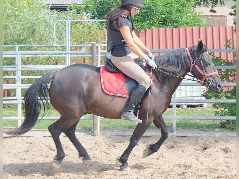 Altri pony/cavalli di piccola taglia Castrone 8 Anni 144 cm Morello in Rudersdorf