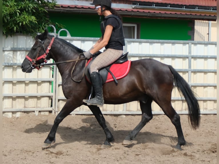 Altri pony/cavalli di piccola taglia Castrone 8 Anni 144 cm Morello in Rudersdorf