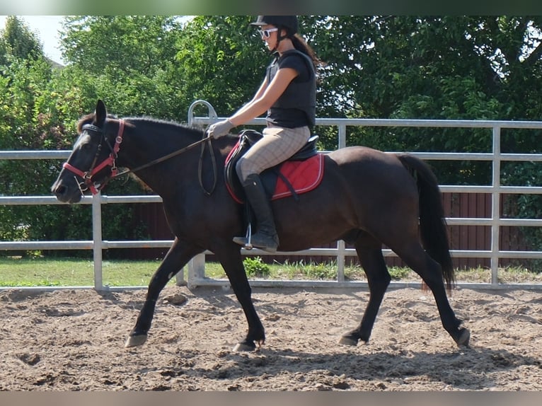 Altri pony/cavalli di piccola taglia Castrone 8 Anni 144 cm Morello in Rudersdorf
