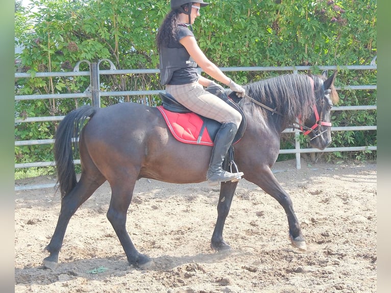 Altri pony/cavalli di piccola taglia Castrone 8 Anni 144 cm Morello in Rudersdorf