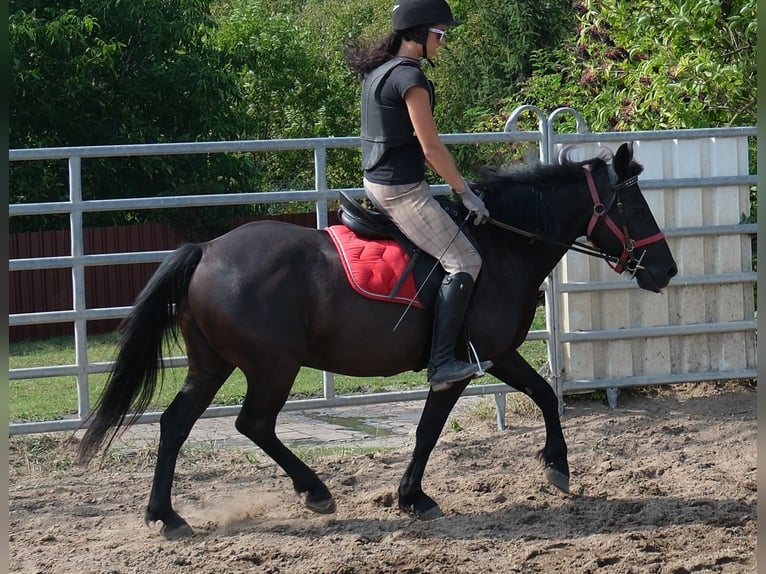 Altri pony/cavalli di piccola taglia Castrone 8 Anni 144 cm Morello in Rudersdorf