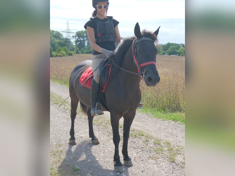 Altri pony/cavalli di piccola taglia Castrone 8 Anni 144 cm Morello in Rudersdorf