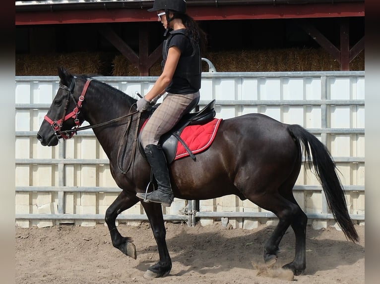 Altri pony/cavalli di piccola taglia Castrone 8 Anni 144 cm Morello in Rudersdorf