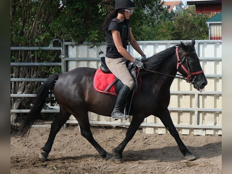 Altri pony/cavalli di piccola taglia Castrone 8 Anni 144 cm Morello in Rudersdorf