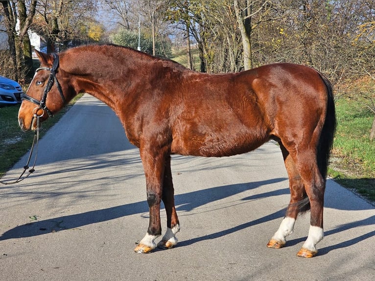 Altri pony/cavalli di piccola taglia Castrone 8 Anni 146 cm Baio in Vollrathsruhe