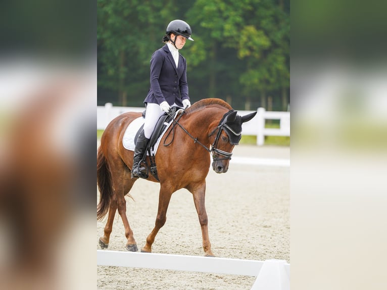 Altri pony/cavalli di piccola taglia Castrone 8 Anni 148 cm Sauro in Ko&#x15B;cino 1C