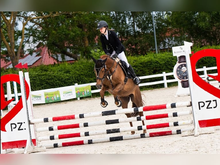 Altri pony/cavalli di piccola taglia Castrone 8 Anni 148 cm Sauro in Ko&#x15B;cino 1C