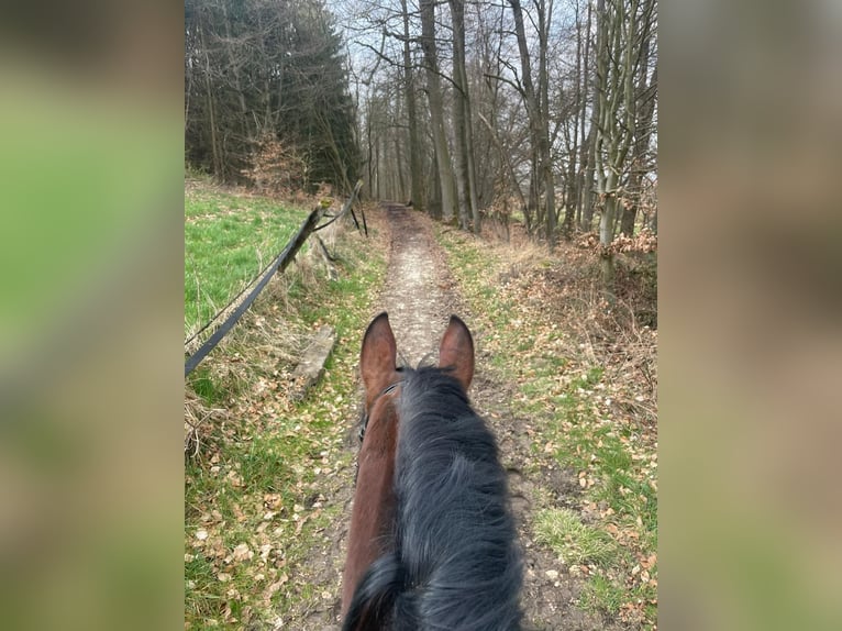 Altri pony/cavalli di piccola taglia Mix Castrone 8 Anni 152 cm Baio in Oerlinghausen