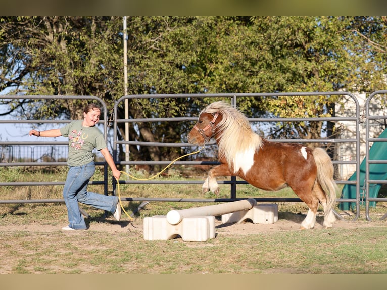 Altri pony/cavalli di piccola taglia Castrone 8 Anni 86 cm Pezzato in Forney