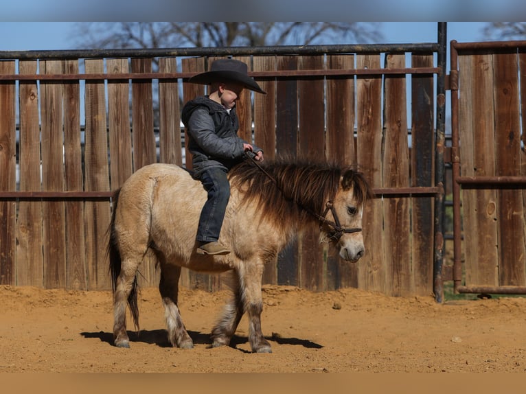 Altri pony/cavalli di piccola taglia Castrone 8 Anni 98 cm Pelle di daino in Joshua