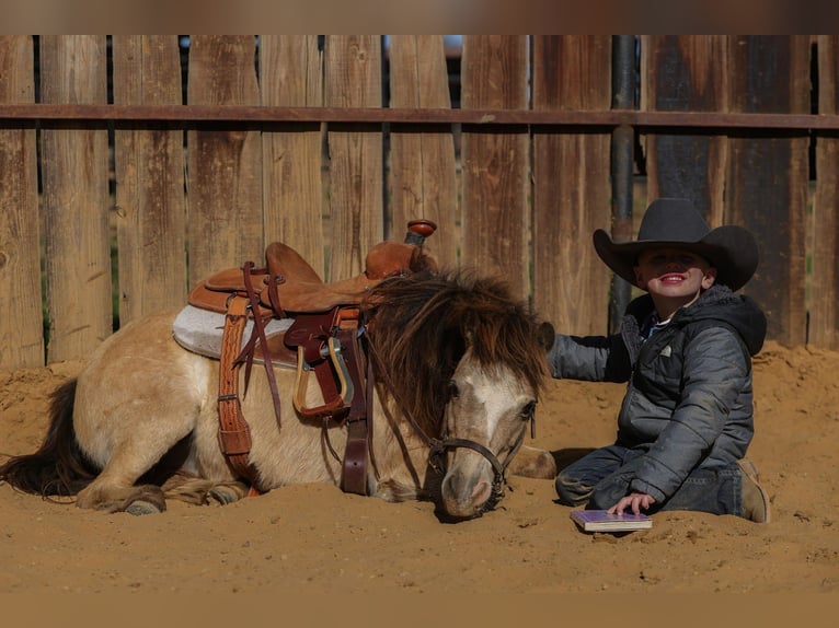 Altri pony/cavalli di piccola taglia Castrone 8 Anni 98 cm Pelle di daino in Joshua
