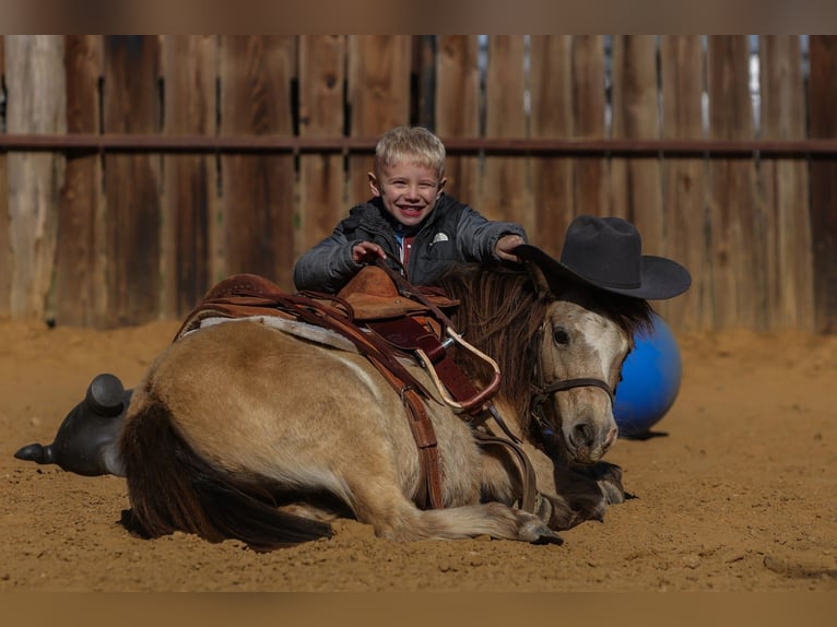 Altri pony/cavalli di piccola taglia Castrone 8 Anni 98 cm Pelle di daino in Joshua