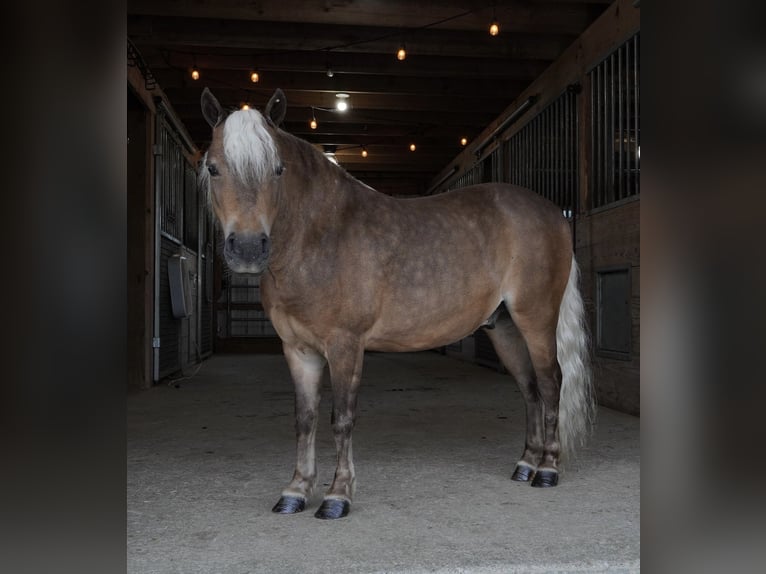 Altri pony/cavalli di piccola taglia Castrone 8 Anni 99 cm Pelle di daino in Fredericksburg