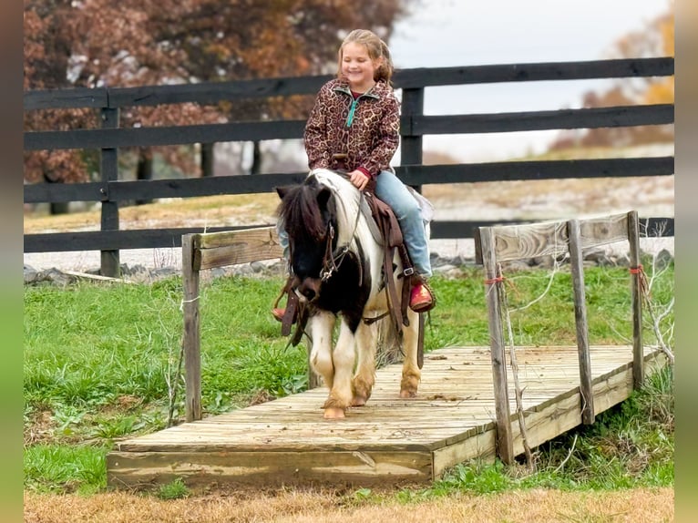 Altri pony/cavalli di piccola taglia Castrone 8 Anni 99 cm Pezzato in Henderson