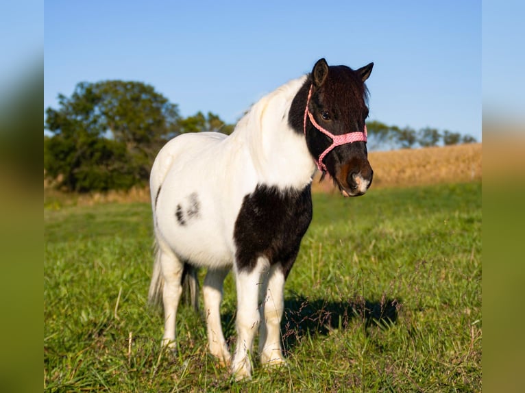 Altri pony/cavalli di piccola taglia Castrone 8 Anni 99 cm Pezzato in Henderson