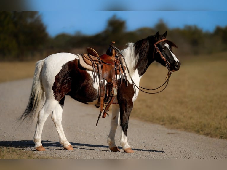 Altri pony/cavalli di piccola taglia Castrone 8 Anni Pezzato in Weatherford