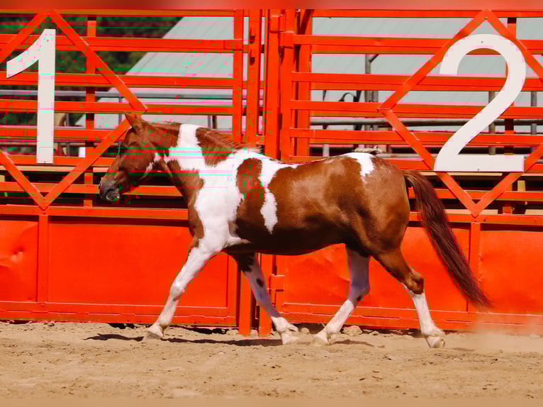 Altri pony/cavalli di piccola taglia Castrone 9 Anni 102 cm Pezzato in Dundee