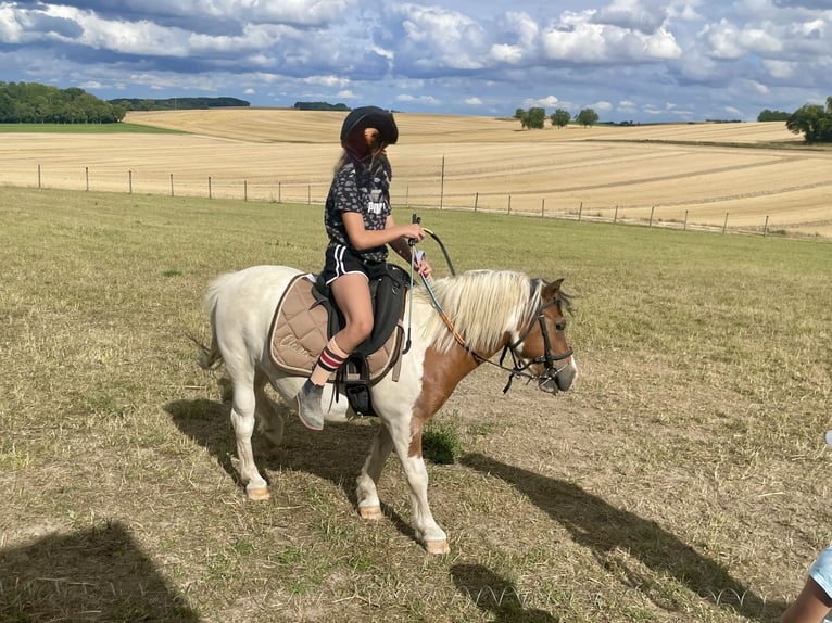 Altri pony/cavalli di piccola taglia Castrone 9 Anni 105 cm Pezzato in Saint-Martin-sur-Ocre