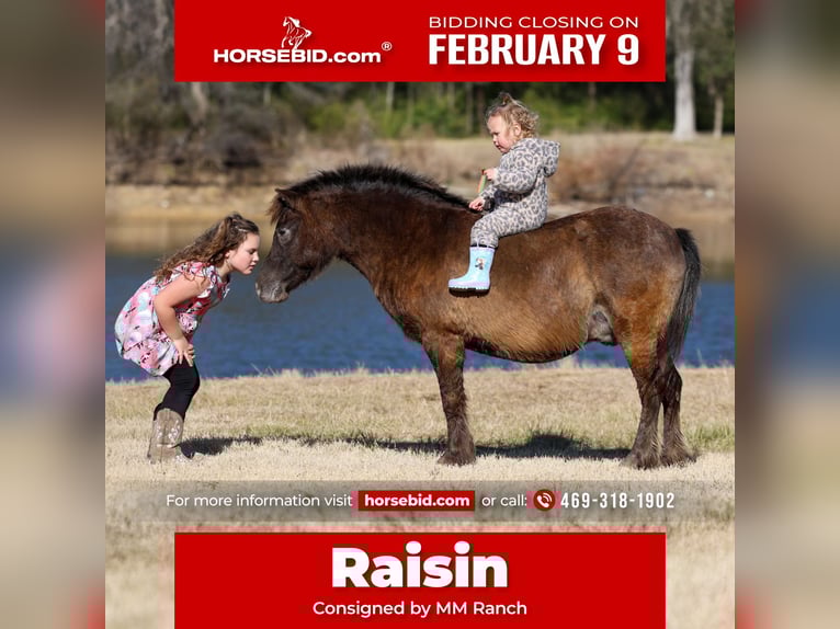 Altri pony/cavalli di piccola taglia Castrone 9 Anni 107 cm Baio ciliegia in Forney