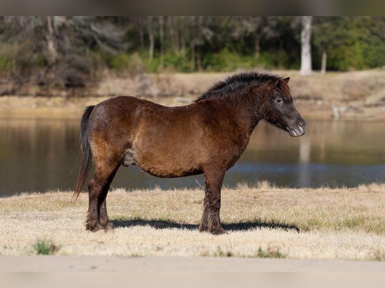 Altri pony/cavalli di piccola taglia Castrone 9 Anni 107 cm Baio ciliegia in Forney