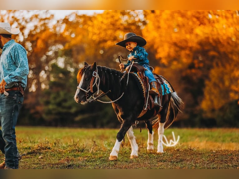 Altri pony/cavalli di piccola taglia Castrone 9 Anni 107 cm Pezzato in Lyles