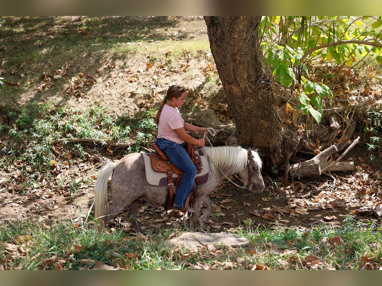 Altri pony/cavalli di piccola taglia Castrone 9 Anni 112 cm Baio ciliegia in Terrell