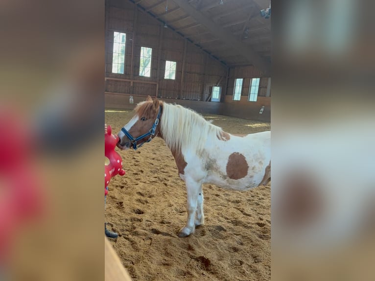 Altri pony/cavalli di piccola taglia Mix Castrone 9 Anni 115 cm Pezzato in Wasseralfingen