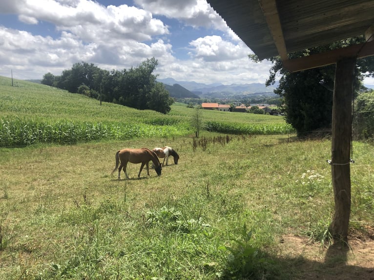 Altri pony/cavalli di piccola taglia Castrone 9 Anni 129 cm Sauro in Orejo