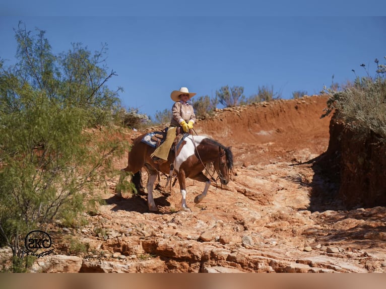Altri pony/cavalli di piccola taglia Castrone 9 Anni 132 cm Pezzato in Canyon