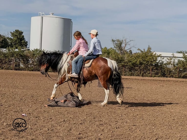 Altri pony/cavalli di piccola taglia Castrone 9 Anni 132 cm Pezzato in Canyon