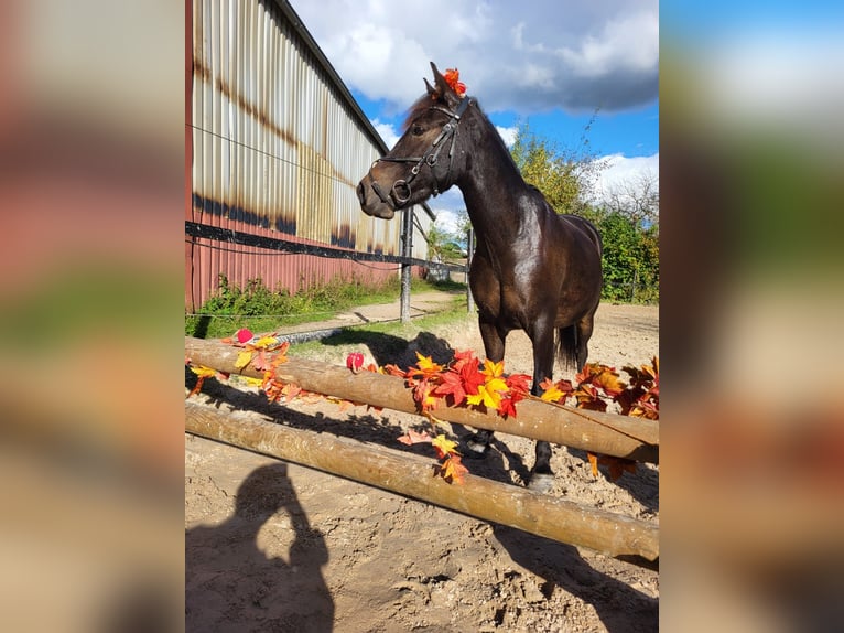 Altri pony/cavalli di piccola taglia Mix Castrone 9 Anni 135 cm Baio in Wuppertal