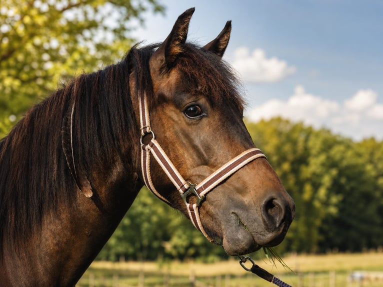 Altri pony/cavalli di piccola taglia Mix Castrone 9 Anni 135 cm Baio in Wuppertal