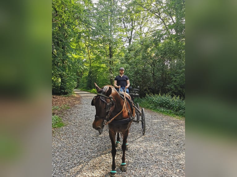 Altri pony/cavalli di piccola taglia Mix Castrone 9 Anni 135 cm Baio in Wuppertal