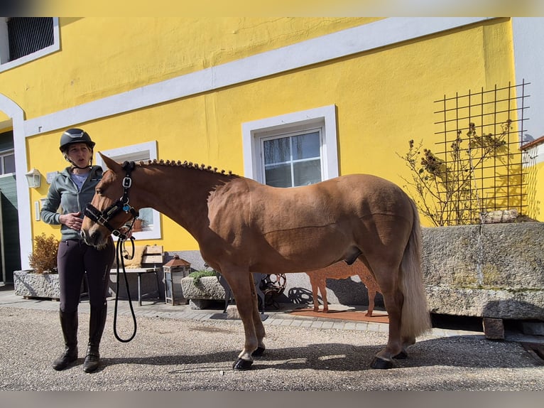 Altri pony/cavalli di piccola taglia Castrone 9 Anni 135 cm Sauro in Enns