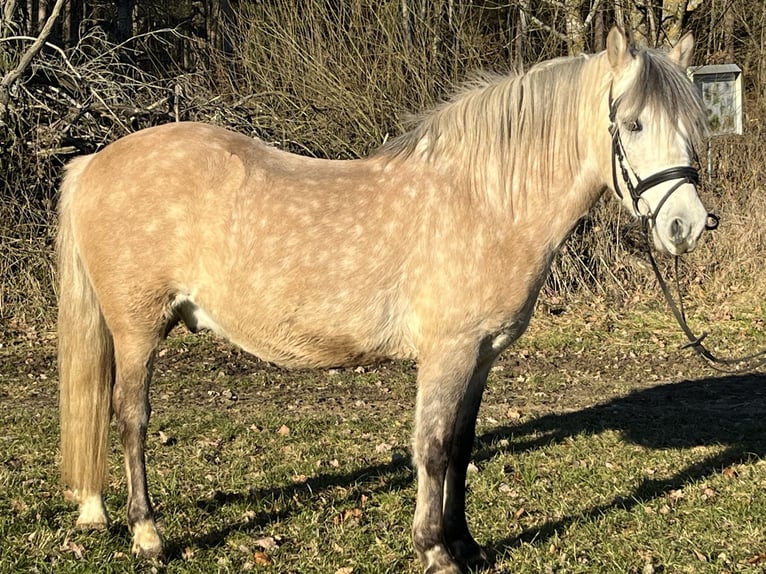 Altri pony/cavalli di piccola taglia Castrone 9 Anni 136 cm Champagne in Ursensollen