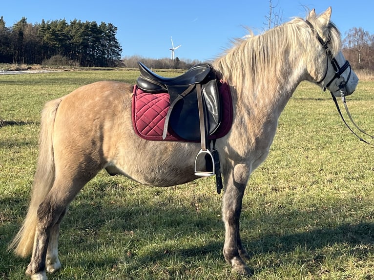 Altri pony/cavalli di piccola taglia Castrone 9 Anni 136 cm Champagne in Ursensollen