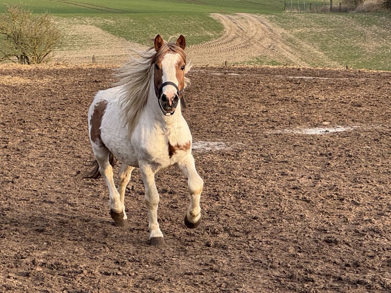 Altri pony/cavalli di piccola taglia Mix Castrone 9 Anni 138 cm Pezzato in Kaltohmfeld
