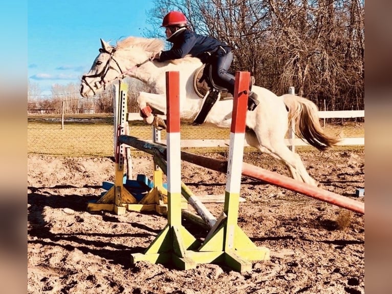 Altri pony/cavalli di piccola taglia Castrone 9 Anni 140 cm Grigio in Woldert