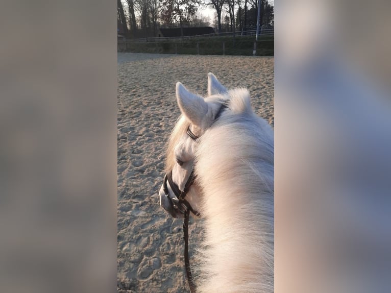 Altri pony/cavalli di piccola taglia Castrone 9 Anni 141 cm Grigio in Emsdetten