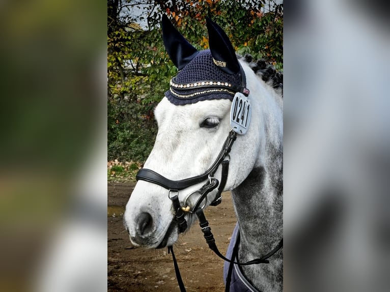 Altri pony/cavalli di piccola taglia Castrone 9 Anni 142 cm Può diventare grigio in Seevetal