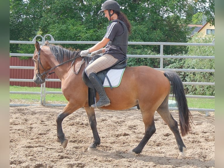 Altri pony/cavalli di piccola taglia Castrone 9 Anni 144 cm Baio chiaro in Buttstädt
